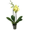Storczyk Orchidea 2 sztuki mix kolorów